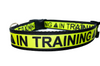 In training pet collar