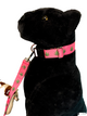 Custom dog collar for large breeds