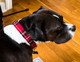Tartan Plaid Dog Collar, adjustable custom size