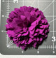 purple collar flower
