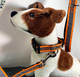 Neon Orange reflective collar, One inch width, adjustable