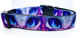 blue eyes custom dog collar