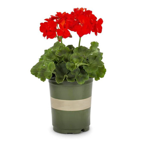 4-1/2" Pots | 8 Pots per Flat