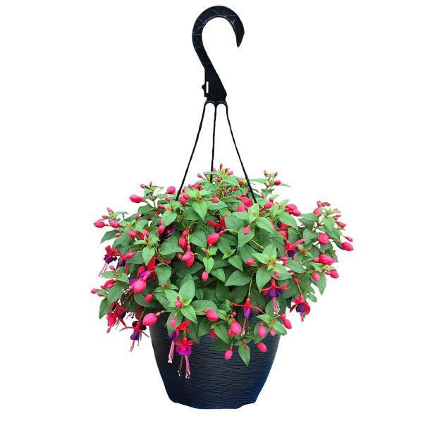 11" Hanging Baskets