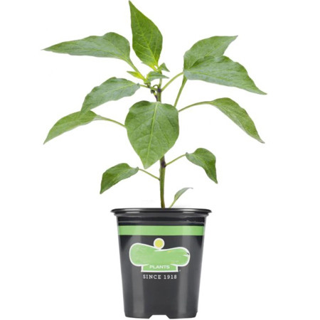 Vegetables - 4-1/2" Pots