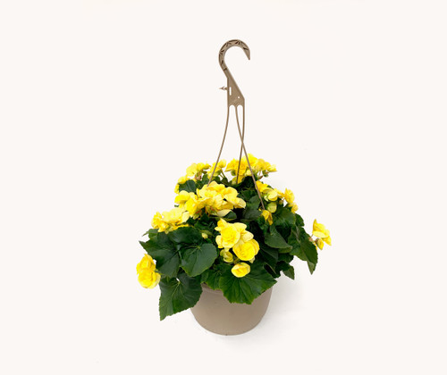 Solenia Begonia | 11" - Hanging Baskets