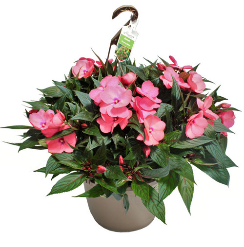 Sunpatiens | 11" - Hanging Baskets