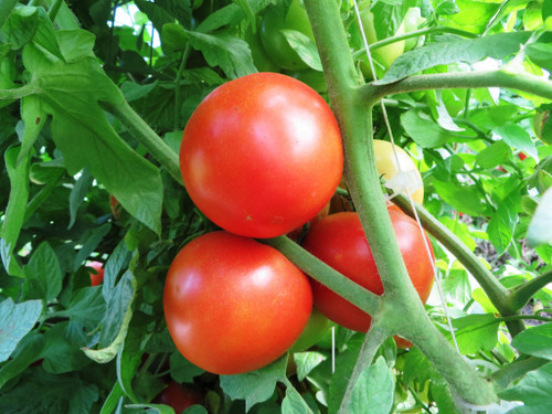 Tomatoes