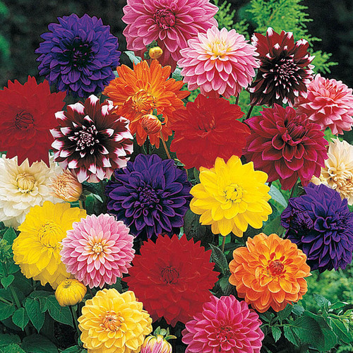 Dahlias "Mixed Colors" - Flats (36)
