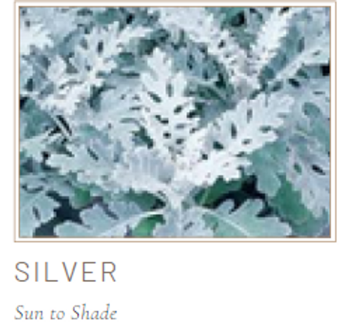 Dusty Miller "Silver" - Flats (36)
