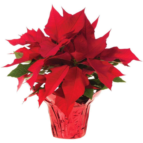 Poinsettias - 6" Pot / 1 Plant per pot