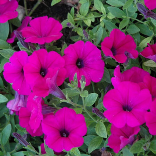 Wave Petunia Flats (18 plants per flat)