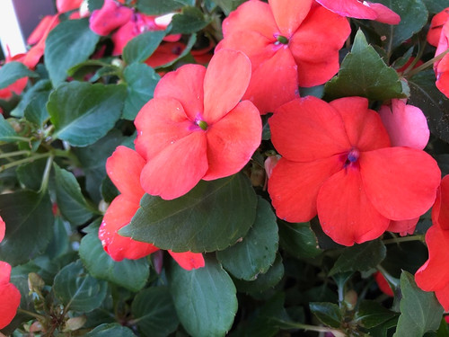 Beacon Impatiens - Flats (36)