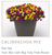 Calibrachoa | 11" - Hanging Baskets - Mix