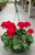 Geraniums | 11" - Hanging Baskets