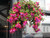 Fuchsia | 11" - Hanging Baskets | Red / Purple