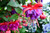 Fuchsia | 11" - Hanging Baskets | Red / Purple