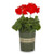 Geraniums - 4 1/2" Pots (8)