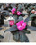 Sunpatiens - 4 1/2" Pots (8)