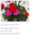 Geranium Sun Porch Pot (16" Pot)
