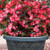 Whooper Begonia Porch Pots (16" Pot)
