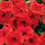 Petunias - Flats (36)