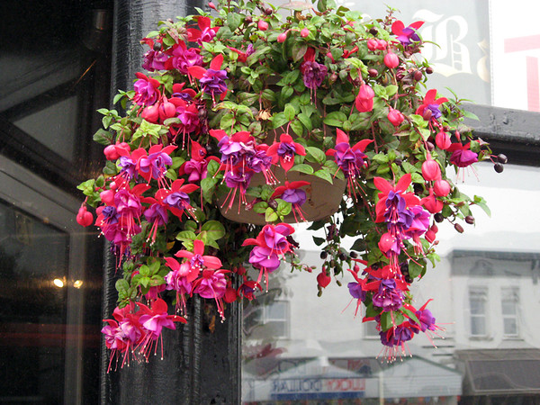 Fuchsia | 11" - Hanging Baskets | Red / Purple