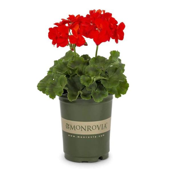 Geraniums - 4 1/2" Pots (8)
