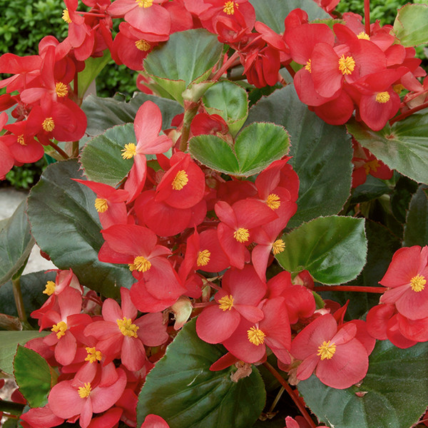 Begonias Green Leaf - Flats (36) Begonias Green Leaf - Flats (36)