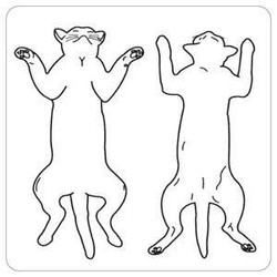 Feline Label, 2-1/2 x 2-1/2, 320/RL (V-AN316)