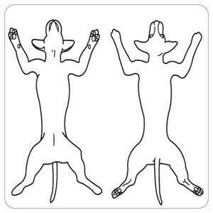 Veterinary Exam Labels