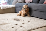 Choosing a Pet-Friendly Rug 