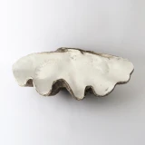 Natural Resin Clam Shell by Le Forge