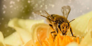 Buzzing for a Cause: How to Help Save the Bees in New Zealand