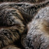 Close up of Husky Faux Fur by Heirloom