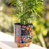 Artisan Planter - Every Flower - Navy by Natural Life