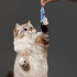 Crawfish Cat Toy (2 Pk) by Playology