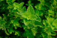 The Many Benefits of Lemon Balm: From Nervous System Support to Digestion