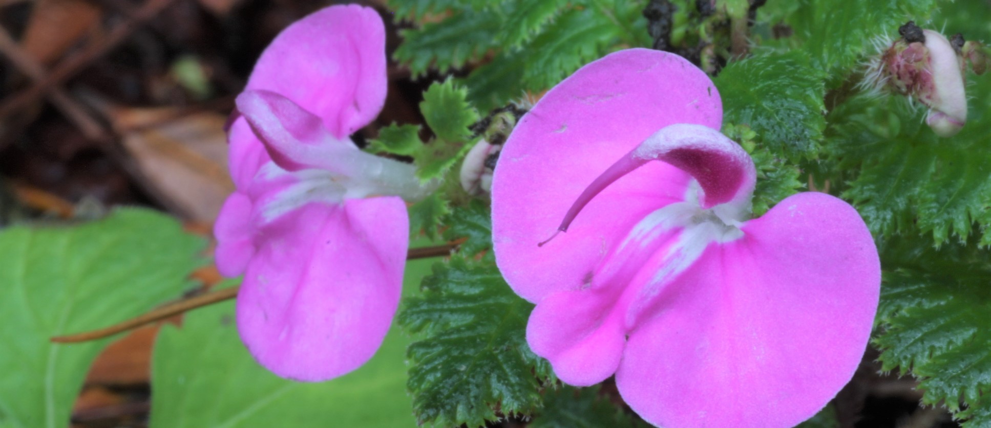 pedicularis-benefits-insights-from-chinese-medicine-five-flavors-herbs