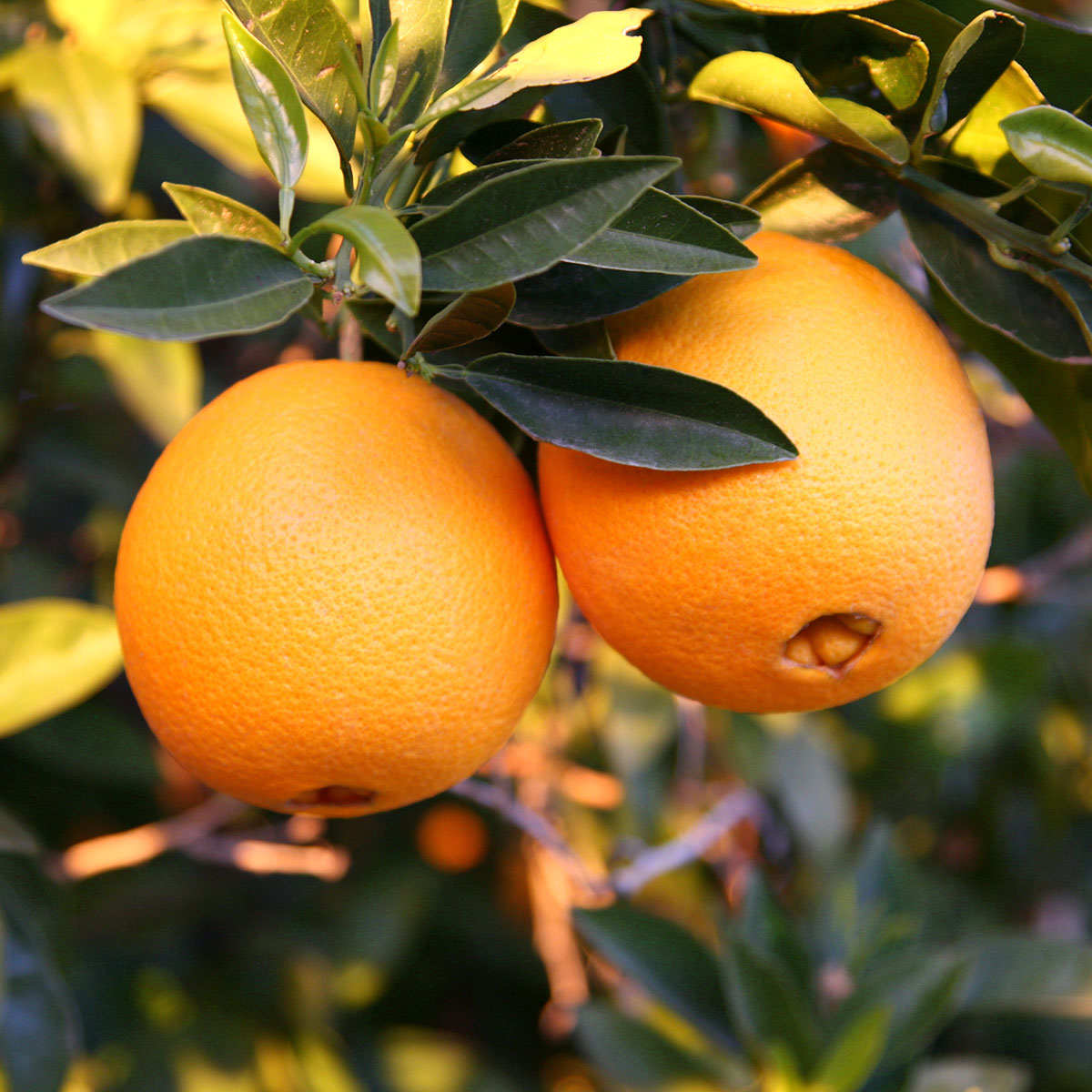 Citrus Calendar