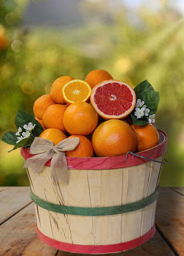   CITRUS GROVE 6枚セット 約27cm old-florida-grove-