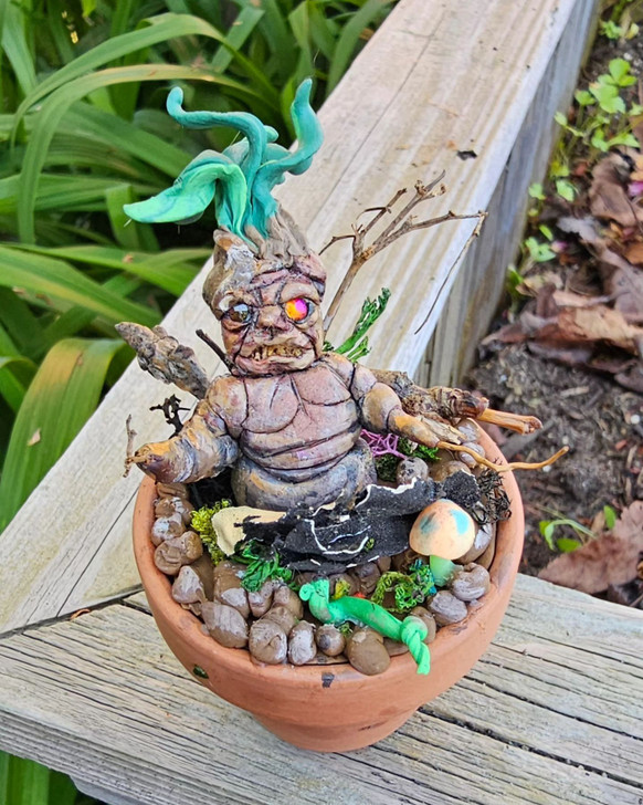 Mandrake in small pot
