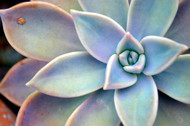 The 5 Best Succulents for Beginners Who Want Low-Maintenance Plants