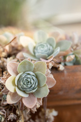 Succulents: How to Keep Your Plants Alive and Thriving