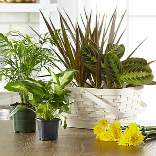 Each arrangement is designed with a gorgeous collection of lush greens and cut florals to reflect the best possible value in the sizes offered. Your bouquet is designed by a local artisan, making it memorable and truly one of a kind. Please note while the plants will continue to thrive, the cut florals joy is short–lived. Each arrangement is designed with a gorgeous collection of lush greens and cut florals to reflect the best possible value in the sizes offered. Your bouquet is designed by a local artisan, making it memorable and truly one of a kind. Please note while the plants will continue to thrive, the cut florals joy is short–lived.