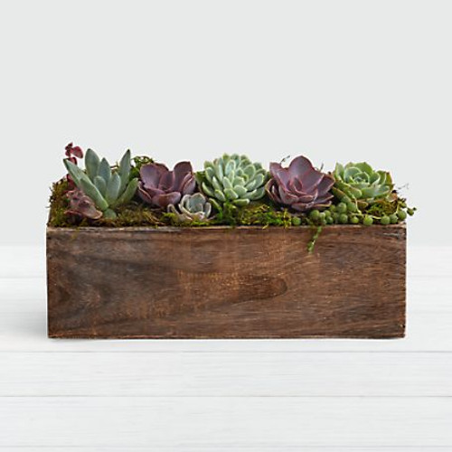 Looking to try the modern farmhouse trend? A handmade wooden trough made with reclaimed wood means you get a one–of–kind succulent garden. The assorted succulents come in an array of colors so this gift will get even better as it grows. Looking to try the modern farmhouse trend? A handmade wooden trough made with reclaimed wood means you get a one–of–kind succulent garden. The assorted succulents come in an array of colors so this gift will get even better as it grows.