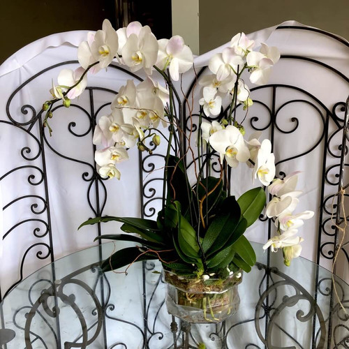 Luxe Orchid Planter