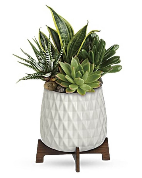 Succulent in Ceramic Planter Succulent in Ceramic Planter