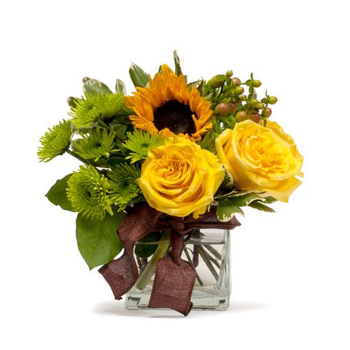 Golden Fields Bunch Golden Fields Bunch