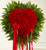 Red Rose Bleeding Heart Flowers Simi Valley